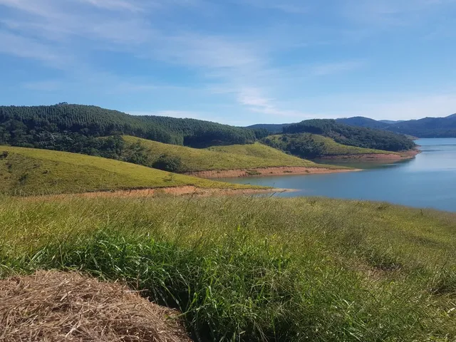 Imagem 3: FLORESTA DE EUCALIPTO A VENDA EM PARAÍBUNA NA REGIÃO DO VALE DO PARAÍBA* ?? ÁREA