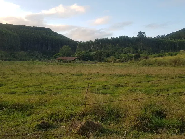 Imagem 15: FLORESTA DE EUCALIPTO A VENDA EM PARAÍBUNA NA REGIÃO DO VALE DO PARAÍBA* ?? ÁREA