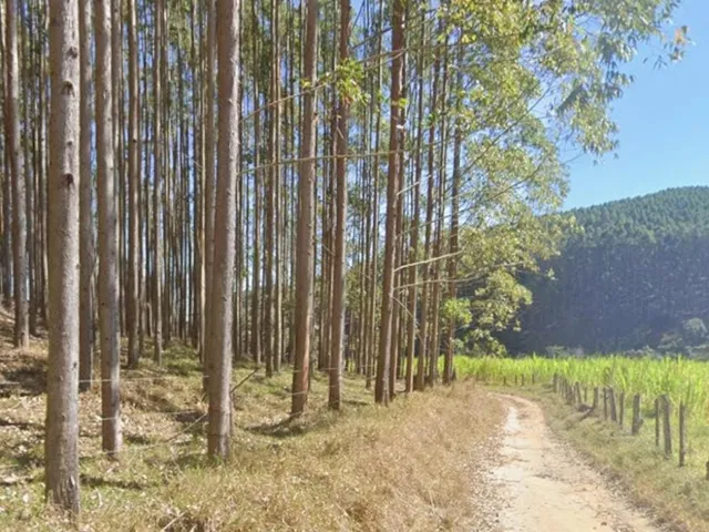 Imagem 14: FLORESTA DE EUCALIPTO A VENDA EM PARAÍBUNA NA REGIÃO DO VALE DO PARAÍBA* ?? ÁREA