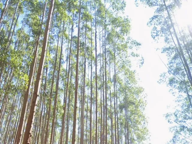 Imagem 2: FLORESTA DE EUCALIPTO A VENDA EM PARAÍBUNA NA REGIÃO DO VALE DO PARAÍBA* ?? ÁREA