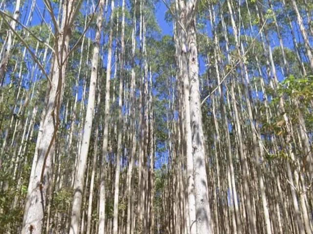 Imagem 4: FLORESTA DE EUCALIPTO A VENDA EM PARAÍBUNA NA REGIÃO DO VALE DO PARAÍBA* ?? ÁREA
