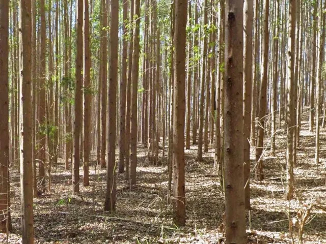 Imagem 10: FLORESTA DE EUCALIPTO A VENDA EM PARAÍBUNA NA REGIÃO DO VALE DO PARAÍBA* ?? ÁREA