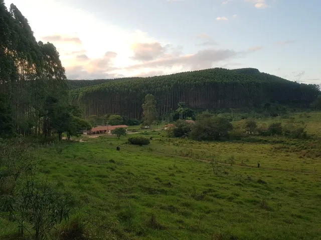Imagem 7: FLORESTA DE EUCALIPTO A VENDA EM PARAÍBUNA NA REGIÃO DO VALE DO PARAÍBA* ?? ÁREA