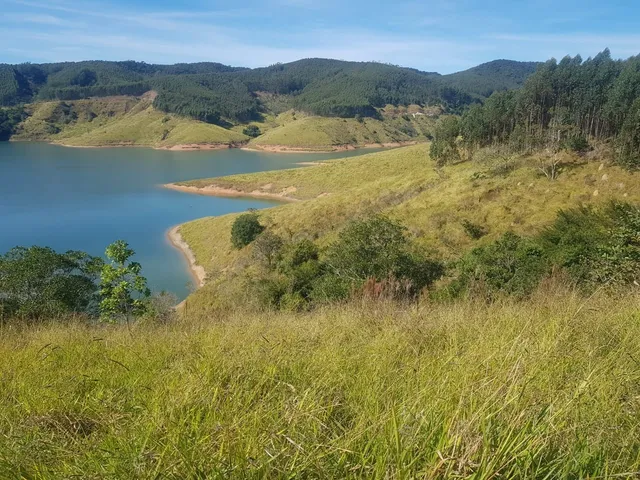 Imagem 16: FLORESTA DE EUCALIPTO A VENDA EM PARAÍBUNA NA REGIÃO DO VALE DO PARAÍBA* ?? ÁREA