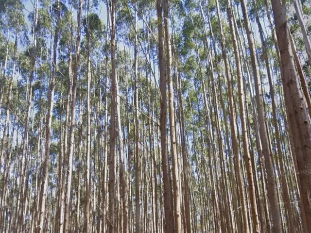 Imagem 8: FLORESTA DE EUCALIPTO A VENDA EM PARAÍBUNA NA REGIÃO DO VALE DO PARAÍBA* ?? ÁREA