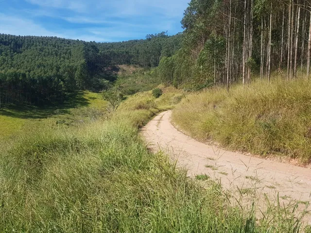 Imagem 11: FLORESTA DE EUCALIPTO A VENDA EM PARAÍBUNA NA REGIÃO DO VALE DO PARAÍBA* ?? ÁREA