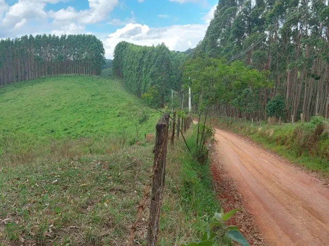Imagem 13: FLORESTA DE EUCALIPTO A VENDA EM PARAÍBUNA NA REGIÃO DO VALE DO PARAÍBA* ?? ÁREA