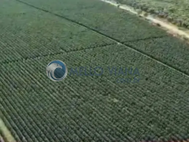 Imagem 2: Fazenda de café com 475 ha à venda em Boa Esperança-MG: oportunidade única!