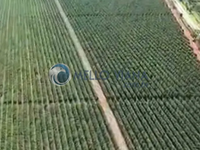 Imagem 3: Fazenda de café com 475 ha à venda em Boa Esperança-MG: oportunidade única!