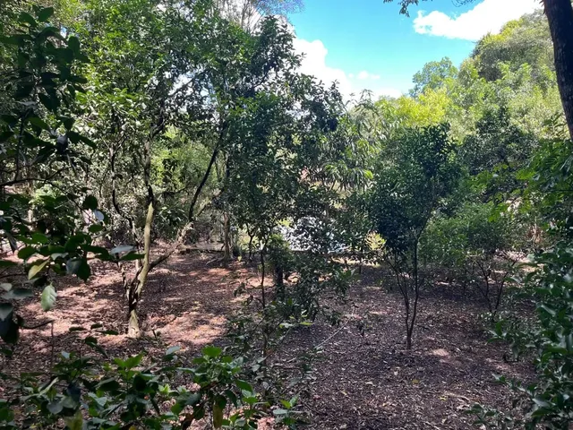 Imagem 13: Linda chácara à venda, local alto, cercada por muito verde e conforto!