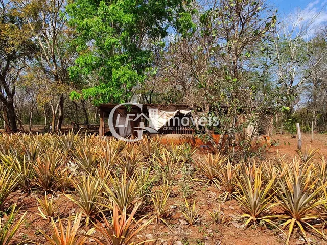 Imagem 13: Chácara 7 Hectares com Poço-artesiano e Casa Grande