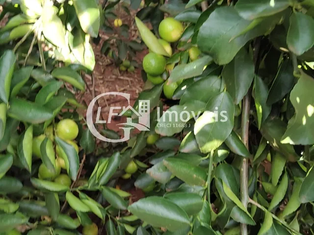 Imagem 4: Chácara 7 Hectares com Poço-artesiano e Casa Grande