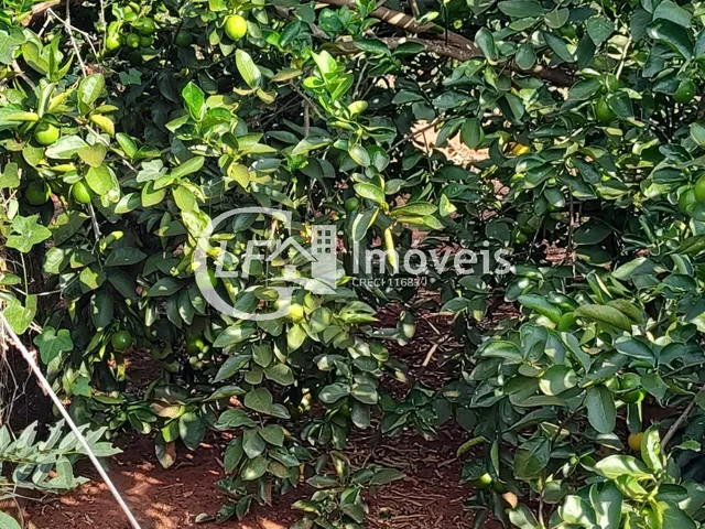 Imagem 5: Chácara 7 Hectares com Poço-artesiano e Casa Grande