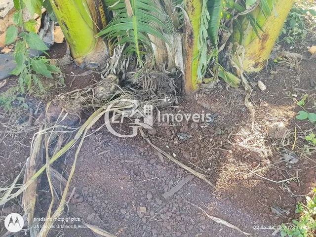 Imagem 14: Chácara com Produção para o SEASA