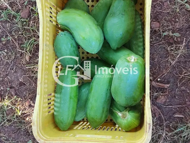 Imagem 9: Chácara com Produção para o SEASA