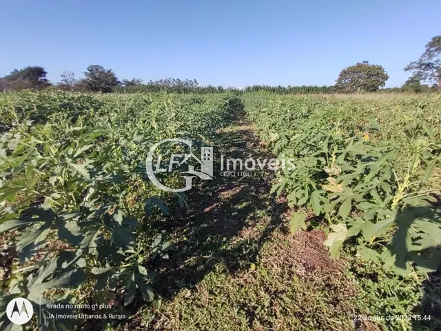 Imagem 3: Chácara com Produção para o SEASA
