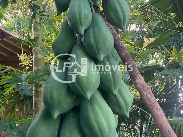 Imagem 4: Chácara 7 Hectares em Terenos Próximo ao Cachoeirão