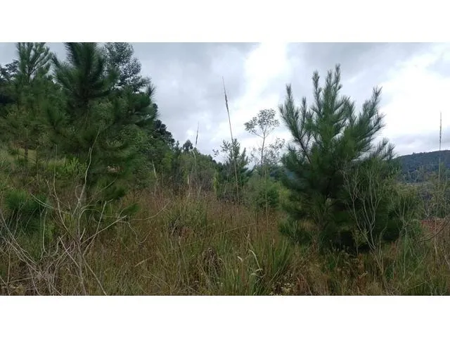 Imagem 7: TERRENO RESIDENCIAL em NOVA PETRÓPOLIS - RS, Linha Brasil