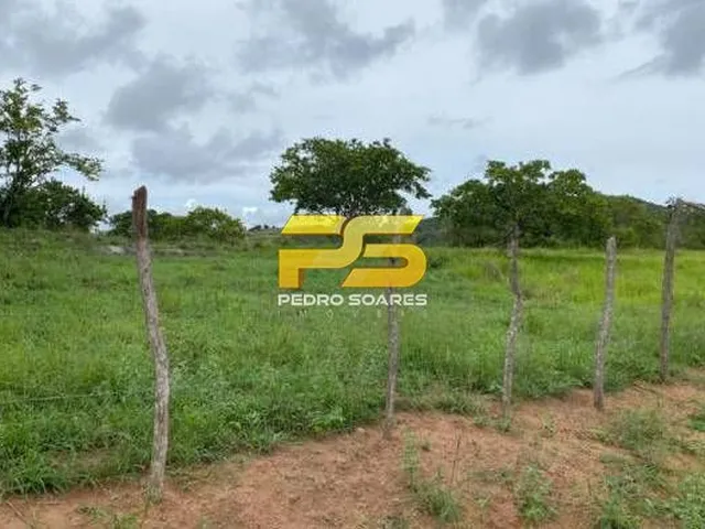 Imagem 11: Fazenda - Bananeiras