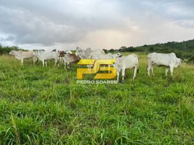 Imagem 2: Fazenda - Bananeiras