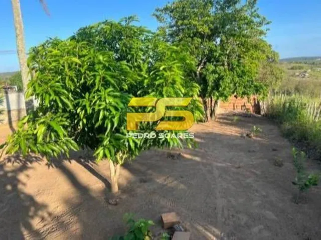 Imagem 10: Fazenda - Bananeiras