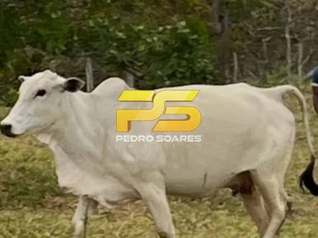Imagem 8: Fazenda - Bananeiras