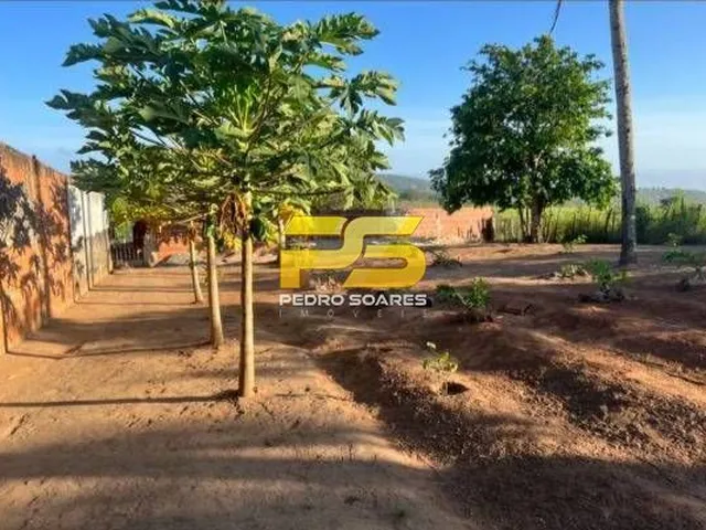 Imagem 14: Fazenda - Bananeiras