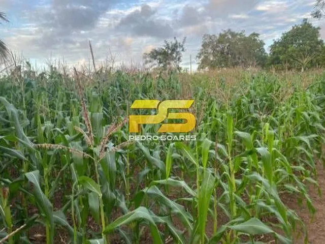 Imagem 9: Fazenda - Bananeiras