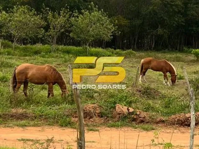 Imagem 15: Fazenda - Bananeiras