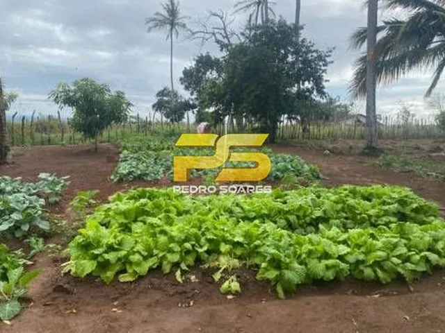 Imagem 5: Fazenda - Bananeiras