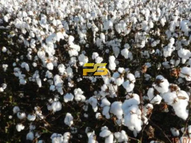 Imagem 3: Fazenda 26.726 mil hectares em MT, a venda