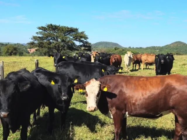Imagem 3: Excelente fazenda de patrão para venda na região de Uberaba com 500 hectares, pecuária