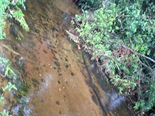 Imagem 2: Chácara à venda no bairro cacatu - Antonina/PR