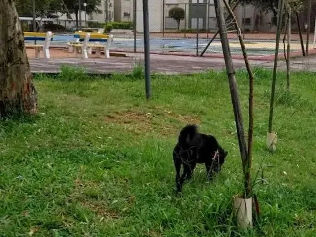 Imagem 9: Apartamento 1 dormitórios à venda Jardim Itu Porto Alegre/RS