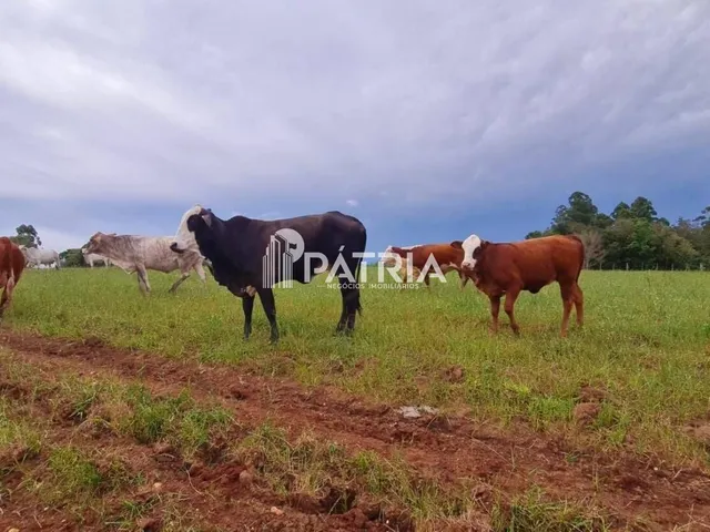 Imagem 9: CHÁCARA CO 21 HECTÁRES-VERA CRUZ