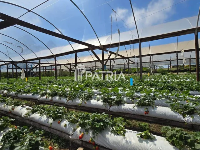 Imagem: PROPRIEDA COM 5 HECTÁRES-VERA CRUZ