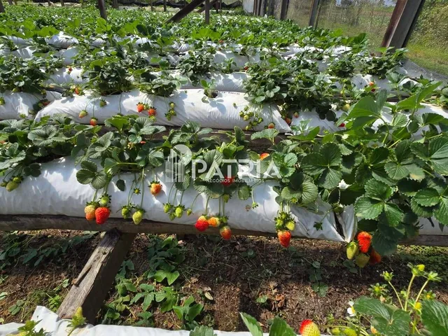 Imagem 16: PROPRIEDA COM 5 HECTÁRES-VERA CRUZ