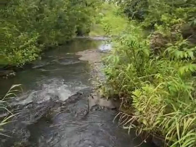 Imagem 14: CHÁCARA COMPLETA, COM 4 CASAS, RIACHO COM ÁGUA CORRENTE CRISTALINA E 4 TANQUES DE PEIXES
