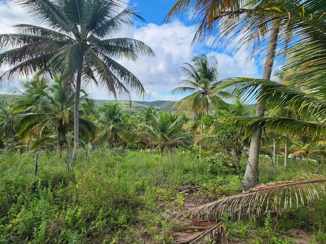 Imagem 15: Fazenda Rural para Venda, Centro, Conde, 3 Suítes, 1 Sala, 4 Banheiros, 6 Vagas,140.000M² Área Total