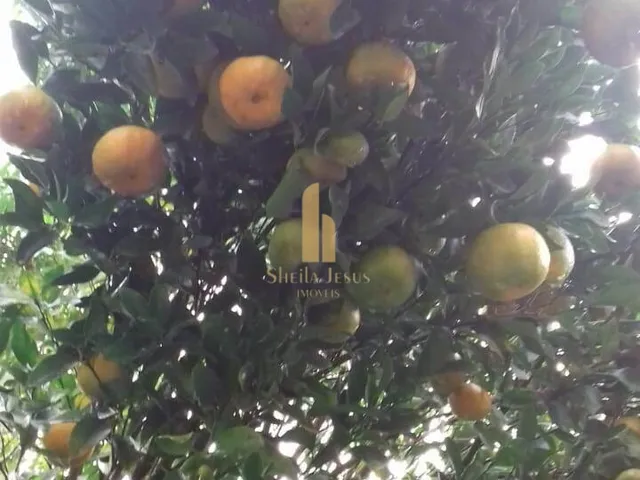 Imagem 11: Linda Fazenda em Nova Trento/SC