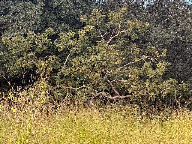 Imagem 8: Lote de Oportunidade em Pirenópolis