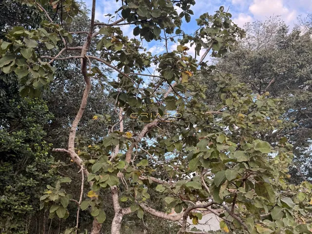 Imagem 6: Lote de Oportunidade em Pirenópolis