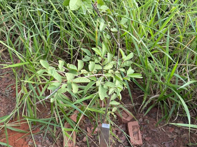 Imagem 14: Lote de Oportunidade em Pirenópolis