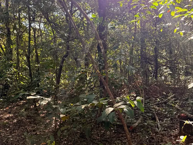 Imagem 2: LOTE DE 1200m2 COM MATA NATIVA EM PIRENOPOLIS