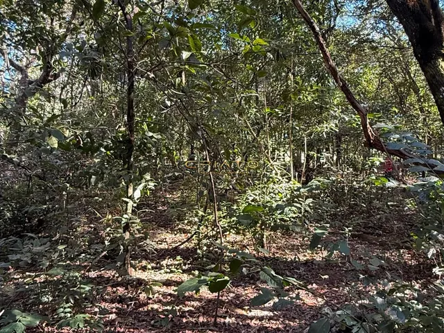 Imagem 5: LOTE DE 1200m2 COM MATA NATIVA EM PIRENOPOLIS