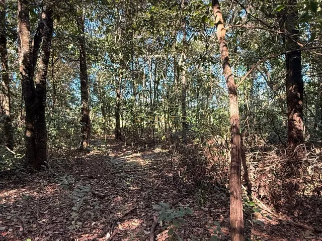 Imagem 3: LOTE DE 1200m2 COM MATA NATIVA EM PIRENOPOLIS