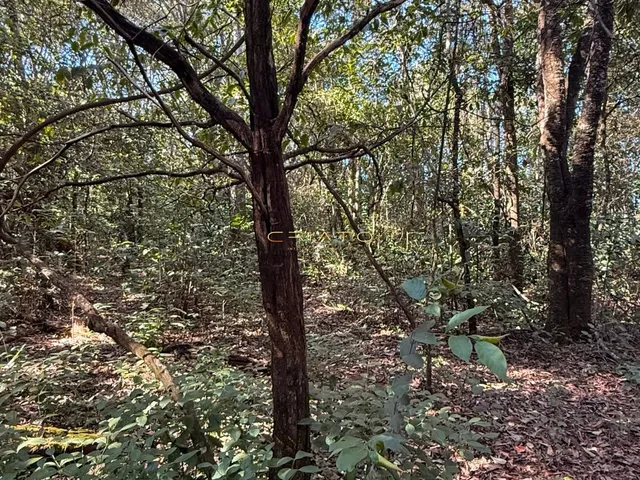 Imagem 6: LOTE DE 1200m2 COM MATA NATIVA EM PIRENOPOLIS