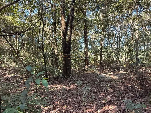 Imagem 4: LOTE DE 1200m2 COM MATA NATIVA EM PIRENOPOLIS