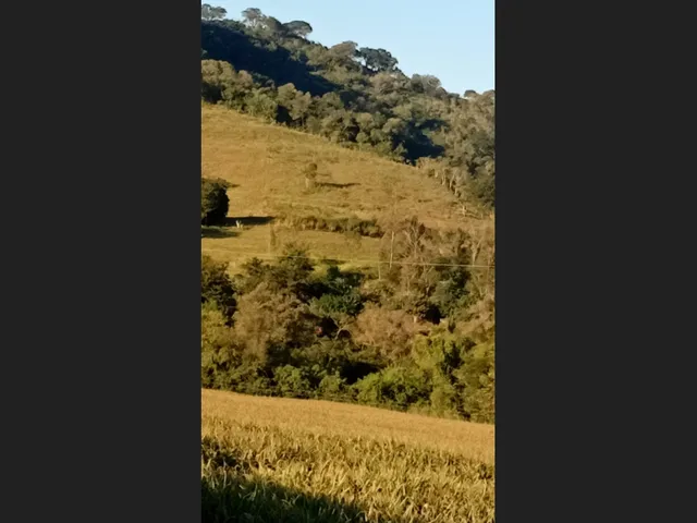 Imagem 9: Chácara a venda 1 alqueires Jardim alegre PR a 5 km da cidade e a 2 km asfalto
