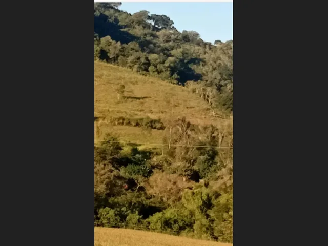 Imagem 8: Chácara a venda 1 alqueires Jardim alegre PR a 5 km da cidade e a 2 km asfalto